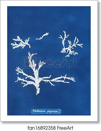 Free art print of Rhodomenia polycarpa by Anna Atkins Free art print of Rhodomenia polycarpa by Anna Atkins
