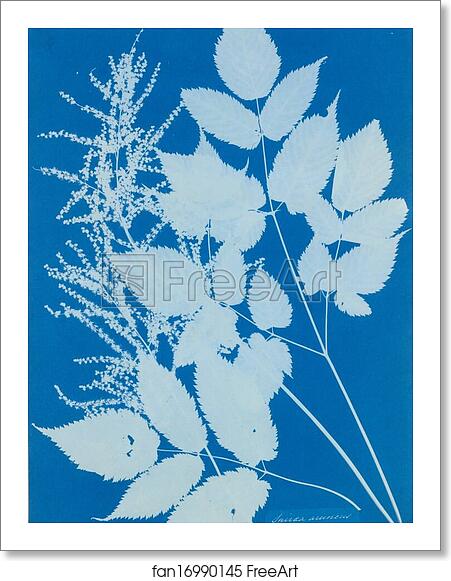 Free art print of Spiraea aruncus (Tyrol) by Anna Atkins Free art print of Spiraea aruncus (Tyrol) by Anna Atkins