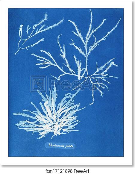 Free art print of Rhodomenia jubata by Anna Atkins