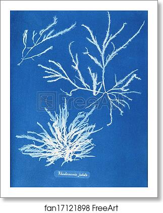 Free art print of Rhodomenia jubata by Anna Atkins Free art print of Rhodomenia jubata by Anna Atkins