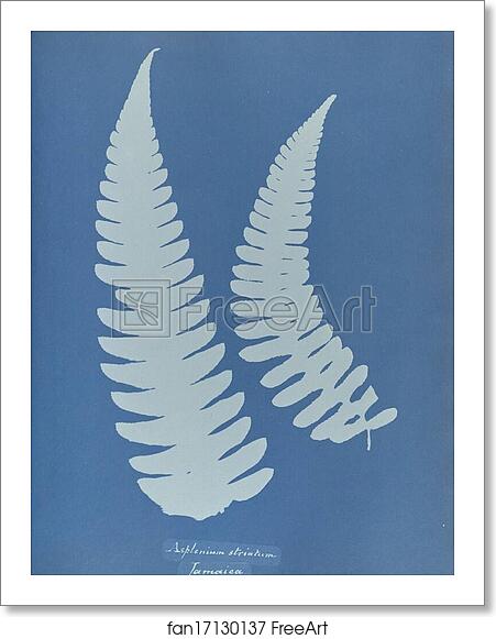 Free art print of Asplenium striatum by Anna Atkins Free art print of Asplenium striatum by Anna Atkins
