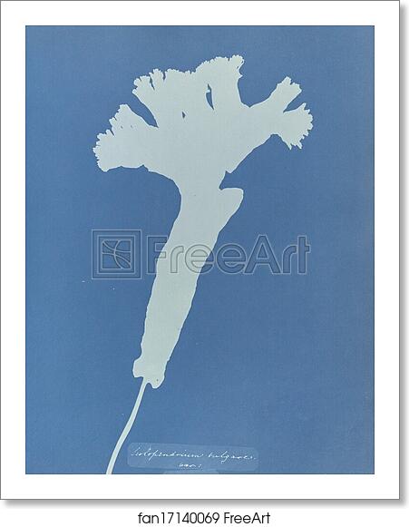 Free art print of Scolopendrium vulgare [illeg.], british by Anna Atkins