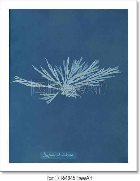 Free art print of Dictyota dichotoma by Anna Atkins