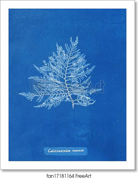 Free art print of Calithamnion roseum by Anna Atkins Free art print of Calithamnion roseum by Anna Atkins