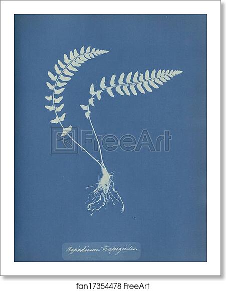 Free art print of Aspidium trapezoides by Anna Atkins Free art print of Aspidium trapezoides by Anna Atkins