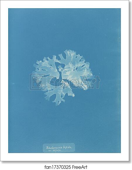 Free art print of Rhodomenia bifida var. latifolia by Anna Atkins