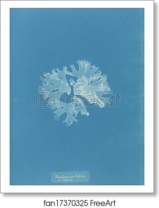 Free art print of Rhodomenia bifida var. latifolia by Anna Atkins Free art print of Rhodomenia bifida var. latifolia by Anna Atkins