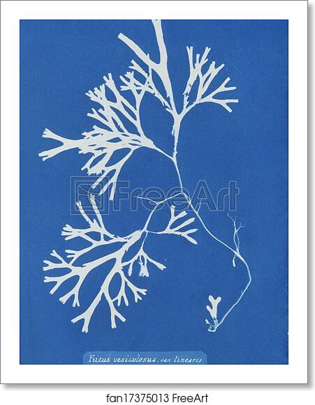 Free art print of Fucus vesiculosus var. linearis by Anna Atkins Free art print of Fucus vesiculosus var. linearis by Anna Atkins