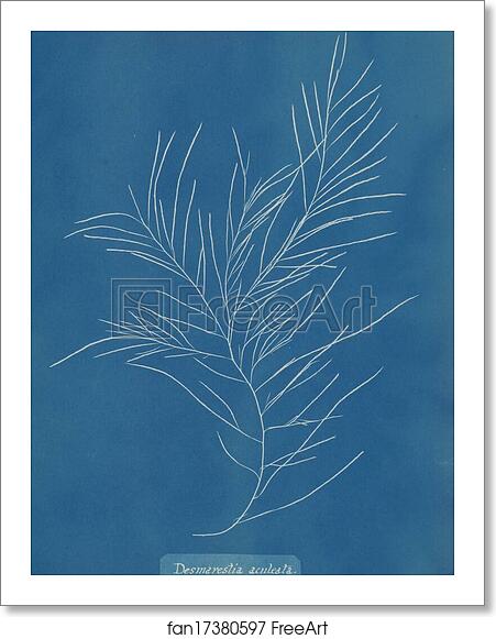 Free art print of Desmarestia aculeata by Anna Atkins