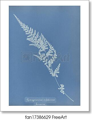 Free art print of Gymnogramma sulphurea, Jamaica by Anna Atkins Free art print of Gymnogramma sulphurea, Jamaica by Anna Atkins