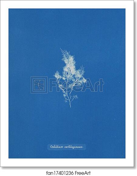 Free art print of Gelidium cartilagineum by Anna Atkins