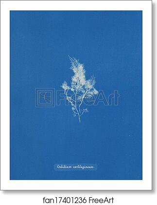 Free art print of Gelidium cartilagineum by Anna Atkins Free art print of Gelidium cartilagineum by Anna Atkins