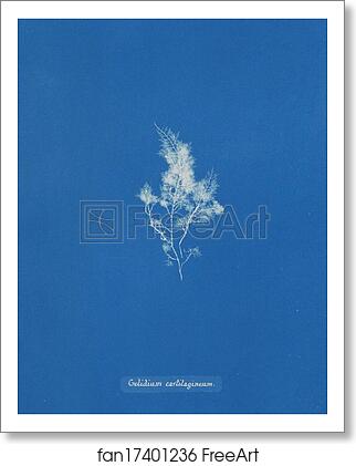 Free art print of Gelidium cartilagineum by Anna Atkins Free art print of Gelidium cartilagineum by Anna Atkins