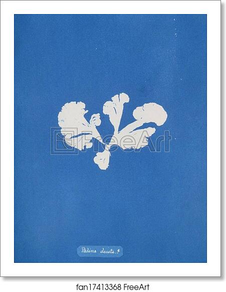 Free art print of Padina deusta by Anna Atkins