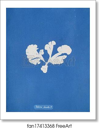 Free art print of Padina deusta by Anna Atkins Free art print of Padina deusta by Anna Atkins