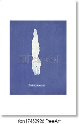 Free art print of Punctaria Plantaginea by Anna Atkins Free art print of Punctaria Plantaginea by Anna Atkins