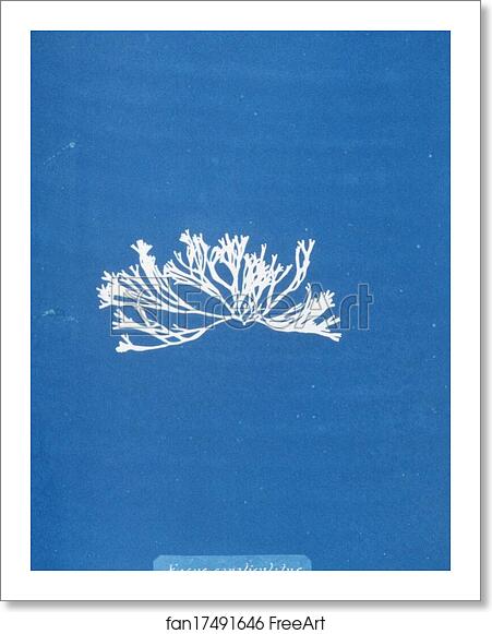 Free art print of Fucus canaliculatus by Anna Atkins Free art print of Fucus canaliculatus by Anna Atkins