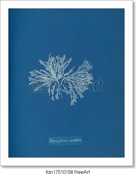 Free art print of Polysiphonia cristata by Anna Atkins