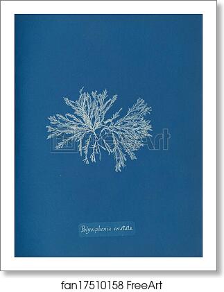 Free art print of Polysiphonia cristata by Anna Atkins Free art print of Polysiphonia cristata by Anna Atkins