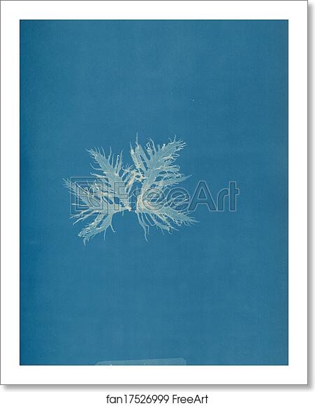 Free art print of Delesseria sinuosa, var by Anna Atkins