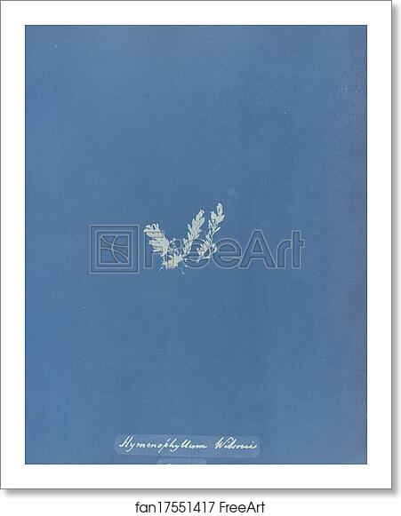 Free art print of Hymenophyllum Wilsonii, British by Anna Atkins
