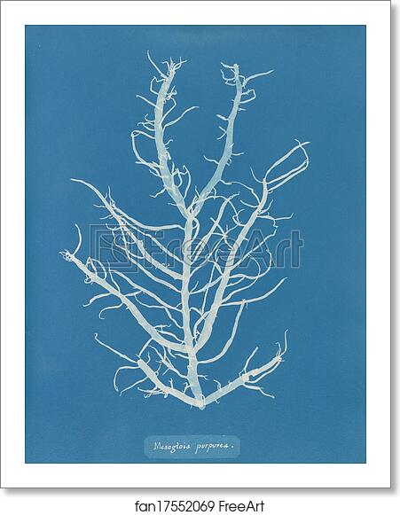 Free art print of Mesogloia purpurea by Anna Atkins