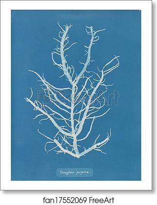 Free art print of Mesogloia purpurea by Anna Atkins Free art print of Mesogloia purpurea by Anna Atkins