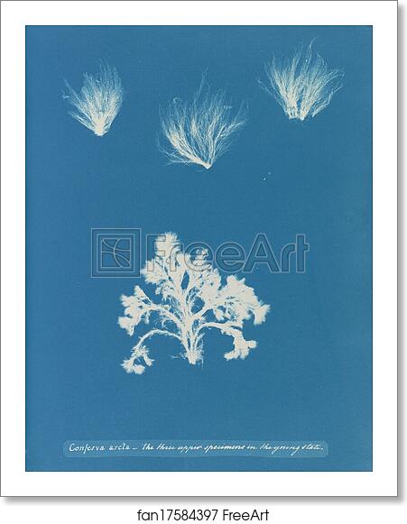 Free art print of Conferva arcta: the three upper specimens in the young state by Anna Atkins Free art print of Conferva arcta: the three upper specimens in the young state by Anna Atkins