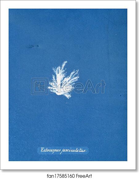 Free art print of Ectocarpus fasciculatus by Anna Atkins Free art print of Ectocarpus fasciculatus by Anna Atkins