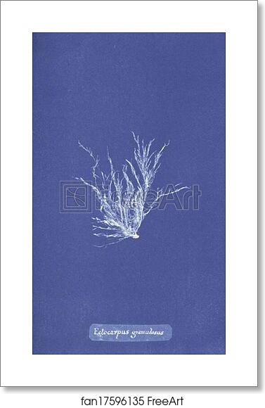Free art print of Ectocarpus granulosus by Anna Atkins Free art print of Ectocarpus granulosus by Anna Atkins