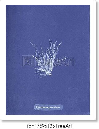 Free art print of Ectocarpus granulosus by Anna Atkins Free art print of Ectocarpus granulosus by Anna Atkins