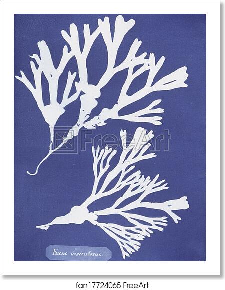 Free art print of Fucus vesiculosus by Anna Atkins