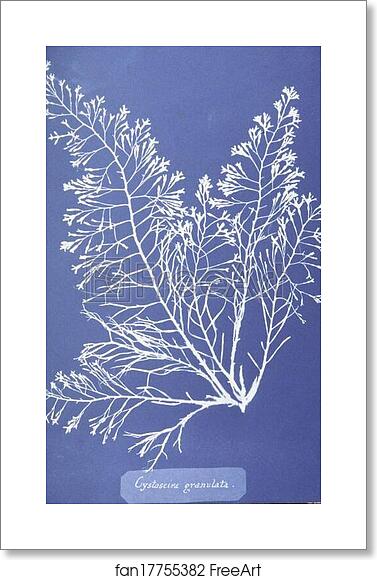 Free art print of Cystoseira granulata. Cyanotype photogram. by Anna Atkins