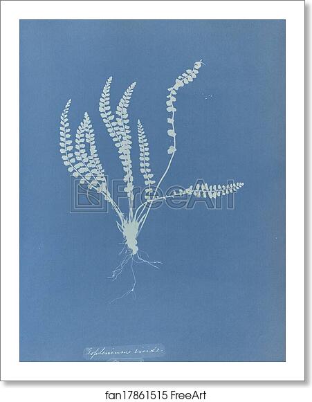 Free art print of Asplenium viride, British by Anna Atkins Free art print of Asplenium viride, British by Anna Atkins