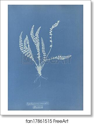Free art print of Asplenium viride, British by Anna Atkins Free art print of Asplenium viride, British by Anna Atkins