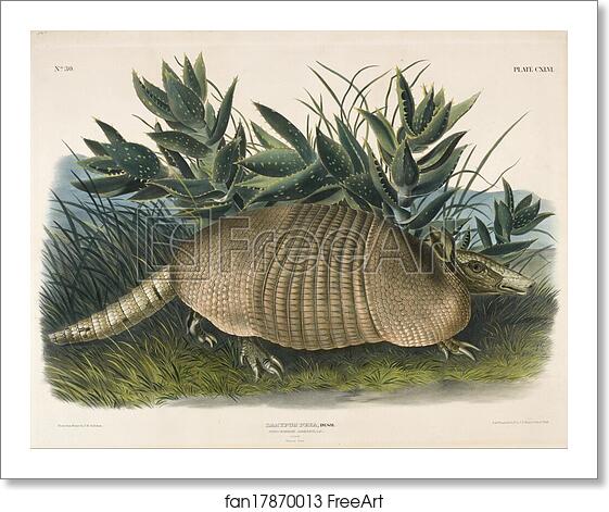 Free art print of Nine-Banded Armadillo (Dasypus Peba) by John Woodhouse Audubon Free art print of Nine-Banded Armadillo (Dasypus Peba) by John Woodhouse Audubon