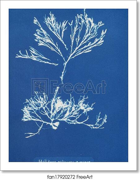 Free art print of Halidrys siliquosa β minor by Anna Atkins Free art print of Halidrys siliquosa β minor by Anna Atkins