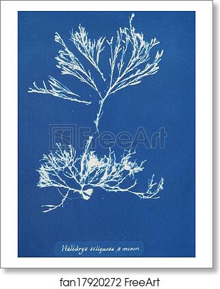 Free art print of Halidrys siliquosa β minor by Anna Atkins Free art print of Halidrys siliquosa β minor by Anna Atkins