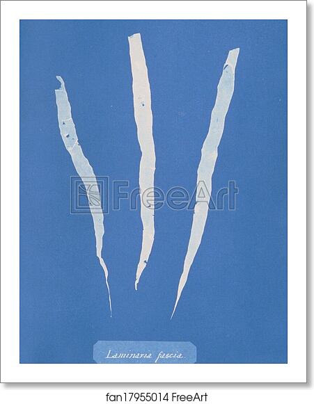 Free art print of Laminaria fascia by Anna Atkins