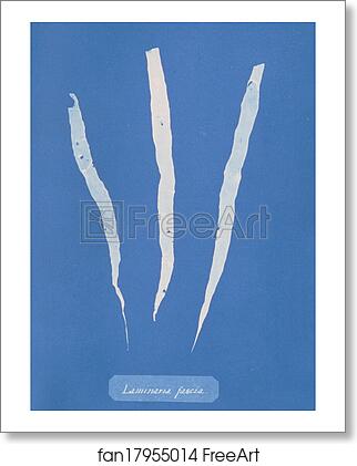 Free art print of Laminaria fascia by Anna Atkins Free art print of Laminaria fascia by Anna Atkins