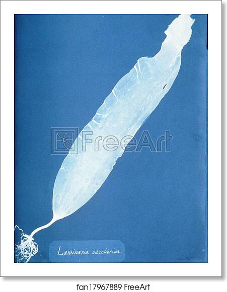 Free art print of Laminaria saccharina by Anna Atkins