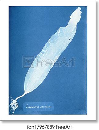 Free art print of Laminaria saccharina by Anna Atkins Free art print of Laminaria saccharina by Anna Atkins