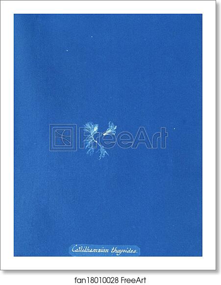 Free art print of Callithamnion thuyoides by Anna Atkins Free art print of Callithamnion thuyoides by Anna Atkins