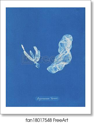Free art print of Asperococcus Turneri by Anna Atkins Free art print of Asperococcus Turneri by Anna Atkins