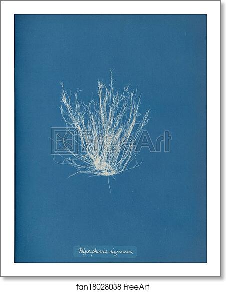 Free art print of Polysiphonia nigrescens by Anna Atkins