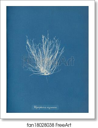 Free art print of Polysiphonia nigrescens by Anna Atkins Free art print of Polysiphonia nigrescens by Anna Atkins