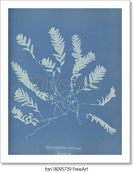 Free art print of Hymenophyllum sericeum, Jamaica by Anna Atkins Free art print of Hymenophyllum sericeum, Jamaica by Anna Atkins