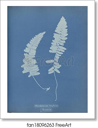 Free art print of Trichomanes crispum, Jamaica by Anna Atkins Free art print of Trichomanes crispum, Jamaica by Anna Atkins