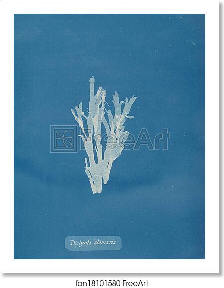 Free art print of Dictyota atomaria by Anna Atkins