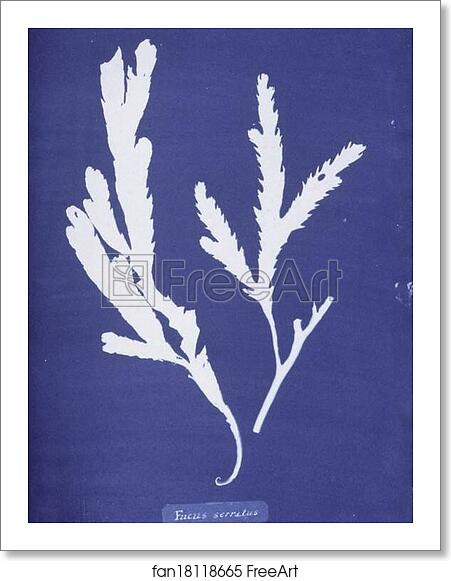Free art print of Fucus serratus by Anna Atkins Free art print of Fucus serratus by Anna Atkins